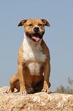 AMSTAFF ADULT 039